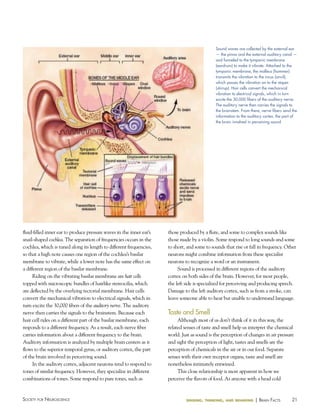 Sound waves are collected by the external ear
— the pinna and the external auditory canal —
and funneled to the tympanic membrane
(eardrum) to make it vibrate. Attached to the
tympanic membrane, the malleus (hammer)
transmits the vibration to the incus (anvil),
which passes the vibration on to the stapes
(stirrup). hair cells convert the mechanical
vibration to electrical signals, which in turn
excite the 30,000 fibers of the auditory nerve.
The auditory nerve then carries the signals to
the brainstem. From there, nerve fibers send the
information to the auditory cortex, the part of
the brain involved in perceiving sound.

fluid-filled inner ear to produce pressure waves in the inner ear’s
snail-shaped cochlea. The separation of frequencies occurs in the
cochlea, which is tuned along its length to different frequencies,
so that a high note causes one region of the cochlea’s basilar
membrane to vibrate, while a lower note has the same effect on
a different region of the basilar membrane.
Riding on the vibrating basilar membrane are hair cells
topped with microscopic bundles of hairlike stereocilia, which
are deflected by the overlying tectorial membrane. Hair cells
convert the mechanical vibration to electrical signals, which in
turn excite the 30,000 fibers of the auditory nerve. The auditory
nerve then carries the signals to the brainstem. Because each
hair cell rides on a different part of the basilar membrane, each
responds to a different frequency. As a result, each nerve fiber
carries information about a different frequency to the brain.
Auditory information is analyzed by multiple brain centers as it
flows to the superior temporal gyrus, or auditory cortex, the part
of the brain involved in perceiving sound.
In the auditory cortex, adjacent neurons tend to respond to
tones of similar frequency. However, they specialize in different
combinations of tones. Some respond to pure tones, such as

Society for NeuroScieNce

those produced by a flute, and some to complex sounds like
those made by a violin. Some respond to long sounds and some
to short, and some to sounds that rise or fall in frequency. Other
neurons might combine information from these specialist
neurons to recognize a word or an instrument.
Sound is processed in different regions of the auditory
cortex on both sides of the brain. However, for most people,
the left side is specialized for perceiving and producing speech.
Damage to the left auditory cortex, such as from a stroke, can
leave someone able to hear but unable to understand language.

Taste and Smell
Although most of us don’t think of it in this way, the
related senses of taste and smell help us interpret the chemical
world. Just as sound is the perception of changes in air pressure
and sight the perception of light, tastes and smells are the
perception of chemicals in the air or in our food. Separate
senses with their own receptor organs, taste and smell are
nonetheless intimately entwined.
This close relationship is most apparent in how we
perceive the flavors of food. As anyone with a head cold

sensing, thinking, and behaving

| BraiN factS

21

 