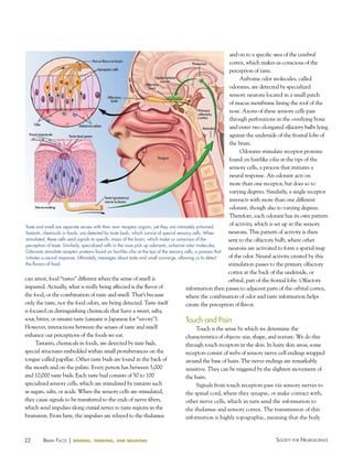 and on to a specific area of the cerebral
cortex, which makes us conscious of the
perception of taste.
Airborne odor molecules, called
odorants, are detected by specialized
sensory neurons located in a small patch
of mucus membrane lining the roof of the
nose. Axons of these sensory cells pass
through perforations in the overlying bone
and enter two elongated olfactory bulbs lying
against the underside of the frontal lobe of
the brain.
Odorants stimulate receptor proteins
found on hairlike cilia at the tips of the
sensory cells, a process that initiates a
neural response. An odorant acts on
more than one receptor, but does so to
varying degrees. Similarly, a single receptor
interacts with more than one different
odorant, though also to varying degrees.
Therefore, each odorant has its own pattern
of activity, which is set up in the sensory
Taste and smell are separate senses with their own receptor organs, yet they are intimately entwined.
neurons. This pattern of activity is then
Tastants, chemicals in foods, are detected by taste buds, which consist of special sensory cells. When
stimulated, these cells send signals to specific areas of the brain, which make us conscious of the
sent to the olfactory bulb, where other
perception of taste. Similarly, specialized cells in the nose pick up odorants, airborne odor molecules.
neurons are activated to form a spatial map
Odorants stimulate receptor proteins found on hairlike cilia at the tips of the sensory cells, a process that
of the odor. Neural activity created by this
initiates a neural response. ultimately, messages about taste and smell converge, allowing us to detect
the flavors of food.
stimulation passes to the primary olfactory
cortex at the back of the underside, or
can attest, food “tastes” different when the sense of smell is
orbital, part of the frontal lobe. Olfactory
impaired. Actually, what is really being affected is the flavor of
information then passes to adjacent parts of the orbital cortex,
the food, or the combination of taste and smell. That’s because
where the combination of odor and taste information helps
only the taste, not the food odors, are being detected. Taste itself
create the perception of flavor.
is focused on distinguishing chemicals that have a sweet, salty,
sour, bitter, or umami taste (umami is Japanese for “savory”).
Touch and Pain
However, interactions between the senses of taste and smell
Touch is the sense by which we determine the
enhance our perceptions of the foods we eat.
characteristics of objects: size, shape, and texture. We do this
Tastants, chemicals in foods, are detected by taste buds,
through touch receptors in the skin. In hairy skin areas, some
special structures embedded within small protuberances on the
receptors consist of webs of sensory nerve cell endings wrapped
tongue called papillae. Other taste buds are found in the back of
around the base of hairs. The nerve endings are remarkably
the mouth and on the palate. Every person has between 5,000
sensitive. They can be triggered by the slightest movement of
and 10,000 taste buds. Each taste bud consists of 50 to 100
the hairs.
specialized sensory cells, which are stimulated by tastants such
Signals from touch receptors pass via sensory nerves to
as sugars, salts, or acids. When the sensory cells are stimulated,
the spinal cord, where they synapse, or make contact with,
they cause signals to be transferred to the ends of nerve fibers,
other nerve cells, which in turn send the information to
which send impulses along cranial nerves to taste regions in the
the thalamus and sensory cortex. The transmission of this
brainstem. From here, the impulses are relayed to the thalamus
information is highly topographic, meaning that the body

22

BraiN factS | sensing,

thinking, and behaving

Society for NeuroScieNce

 