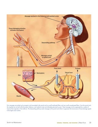Pain messages are picked up by receptors and transmitted to the spinal cord via small myelinated fibers and very small unmyelinated fibers. From the spinal cord,
the impulses are carried to the brainstem, thalamus, and cerebral cortex and ultimately perceived as pain. These messages can be suppressed by a system of
neurons that originates in the midbrain. This descending pathway sends messages to the spinal cord where it suppresses the transmission of tissue damage signals
to the higher brain centers.

Society for NeuroScieNce

sensing, thinking, and behaving

| BraiN factS

23

 