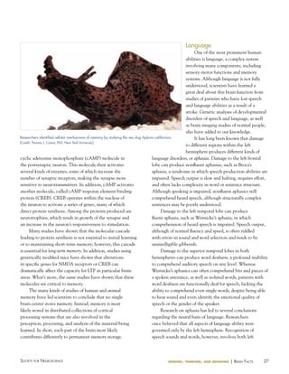 Language
One of the most prominent human
abilities is language, a complex system
involving many components, including
sensory-motor functions and memory
systems. Although language is not fully
understood, scientists have learned a
great deal about this brain function from
studies of patients who have lost speech
and language abilities as a result of a
stroke. Genetic analyses of developmental
disorders of speech and language, as well
as brain imaging studies of normal people,
also have added to our knowledge.
Researchers identified cellular mechanisms of memory by studying the sea slug Aplysia californica.
It has long been known that damage
[Credit: Thomas J. Carew, PhD, New York university]
to different regions within the left
hemisphere produces different kinds of
cyclic adenosine monophosphate (cAMP) molecule in
language disorders, or aphasias. Damage to the left frontal
the postsynaptic neuron. This molecule then activates
lobe can produce nonfluent aphasias, such as Broca’s
several kinds of enzymes, some of which increase the
aphasia, a syndrome in which speech production abilities are
number of synaptic receptors, making the synapse more
impaired. Speech output is slow and halting, requires effort,
sensitive to neurotransmitters. In addition, cAMP activates
and often lacks complexity in word or sentence structure.
another molecule, called cAMP-response element binding
Although speaking is impaired, nonfluent aphasics still
protein (CREB). CREB operates within the nucleus of
comprehend heard speech, although structurally complex
the neuron to activate a series of genes, many of which
sentences may be poorly understood.
direct protein synthesis. Among the proteins produced are
Damage to the left temporal lobe can produce
neurotrophins, which result in growth of the synapse and
fluent aphasia, such as Wernicke’s aphasia, in which
an increase in the neuron’s responsiveness to stimulation.
comprehension of heard speech is impaired. Speech output,
Many studies have shown that the molecular cascade
although of normal fluency and speed, is often riddled
leading to protein synthesis is not essential to initial learning
with errors in sound and word selection and tends to be
or to maintaining short-term memory; however, this cascade
unintelligible gibberish.
is essential for long-term memory. In addition, studies using
Damage to the superior temporal lobes in both
genetically modified mice have shown that alterations
hemispheres can produce word deafness, a profound inability
in specific genes for NMDA receptors or CREB can
to comprehend auditory speech on any level. Whereas
dramatically affect the capacity for LTP in particular brain
Wernicke’s aphasics can often comprehend bits and pieces of
areas. What’s more, the same studies have shown that these
a spoken utterance, as well as isolated words, patients with
molecules are critical to memory.
word deafness are functionally deaf for speech, lacking the
The many kinds of studies of human and animal
ability to comprehend even single words, despite being able
memory have led scientists to conclude that no single
to hear sound and even identify the emotional quality of
brain center stores memory. Instead, memory is most
speech or the gender of the speaker.
likely stored in distributed collections of cortical
Research on aphasia has led to several conclusions
processing systems that are also involved in the
regarding the neural basis of language. Researchers
perception, processing, and analysis of the material being
once believed that all aspects of language ability were
learned. In short, each part of the brain most likely
governed only by the left hemisphere. Recognition of
contributes differently to permanent memory storage.
speech sounds and words, however, involves both left

Society for NeuroScieNce

sensing, thinking, and behaving

| BraiN factS

27

 