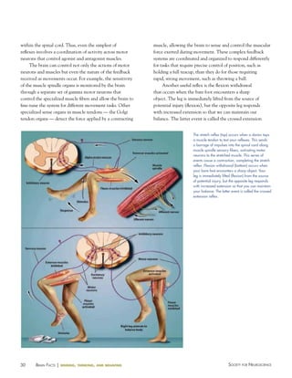 within the spinal cord. Thus, even the simplest of
reflexes involves a coordination of activity across motor
neurons that control agonist and antagonist muscles.
The brain can control not only the actions of motor
neurons and muscles but even the nature of the feedback
received as movements occur. For example, the sensitivity
of the muscle spindle organs is monitored by the brain
through a separate set of gamma motor neurons that
control the specialized muscle fibers and allow the brain to
fine-tune the system for different movement tasks. Other
specialized sense organs in muscle tendons — the Golgi
tendon organs — detect the force applied by a contracting

muscle, allowing the brain to sense and control the muscular
force exerted during movement. These complex feedback
systems are coordinated and organized to respond differently
for tasks that require precise control of position, such as
holding a full teacup, than they do for those requiring
rapid, strong movement, such as throwing a ball.
Another useful reflex is the flexion withdrawal
that occurs when the bare foot encounters a sharp
object. The leg is immediately lifted from the source of
potential injury (flexion), but the opposite leg responds
with increased extension so that we can maintain our
balance. The latter event is called the crossed extension
The stretch reflex (top) occurs when a doctor taps
a muscle tendon to test your reflexes. This sends
a barrage of impulses into the spinal cord along
muscle spindle sensory fibers, activating motor
neurons to the stretched muscle. This series of
events cause a contraction, completing the stretch
reflex. Flexion withdrawal (bottom) occurs when
your bare foot encounters a sharp object. Your
leg is immediately lifted (flexion) from the source
of potential injury, but the opposite leg responds
with increased extension so that you can maintain
your balance. The latter event is called the crossed
extension reflex.

30

BraiN factS | sensing,

thinking, and behaving

Society for NeuroScieNce

 