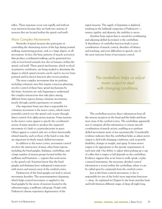 reflex. These responses occur very rapidly and without
your attention because they are built into systems of
neurons that are located within the spinal cord itself.

More Complex Movements
Networks of spinal neurons also participate in
controlling the alternating action of the legs during normal
walking, maintaining posture, and, to a large degree, in all
movements. In fact, the basic patterns of muscle activation
that produce coordinated walking can be generated not
only in four-footed animals, but also in humans, within the
spinal cord itself. These spinal mechanisms, which evolved
in primitive vertebrates, are being studied to determine the
degree to which spinal circuitry can be used to recover basic
postural and locomotor function after severe paralysis.
The most complex movements that we perform,
including voluntary ones that require conscious planning,
involve control of these basic spinal mechanisms by
the brain. Scientists are only beginning to understand
the complex interactions that take place among
different brain regions during voluntary movements,
mostly through careful experiments on animals.
One important brain area that is responsible for
voluntary movement is the motor cortex, which exerts
powerful control over the spinal cord, in part through
direct control of its alpha motor neurons. Some neurons
in the motor cortex appear to specify the coordinated
action of many muscles to produce the organized
movement of a limb to a particular point in space.
Others appear to control only two or three functionally
related muscles, such as those of the hand or arm, that
are important for finely tuned, skilled movement.
In addition to the motor cortex, movement control
involves the interaction of many other brain regions,
including the basal ganglia, thalamus, cerebellum, and
a large number of neuron groups located within the
midbrain and brainstem — regions that send axons
to the spinal cord. Scientists know that the basal
ganglia and thalamus have widespread connections
with motor and sensory areas of the cerebral cortex.
Dysfunction of the basal ganglia can lead to serious
movement disorders. The neurotransmitter dopamine,
which helps control movement, is supplied to the
basal ganglia by the axons of neurons located in the
substantia nigra, a midbrain cell group. People with
Parkinson’s disease experience degeneration of the

Society for NeuroScieNce

nigral neurons. The supply of dopamine is depleted,
resulting in the hallmark symptoms of Parkinson’s —
tremor, rigidity, and akinesia, the inability to move.
Another brain region that is crucial for coordinating
and adjusting skilled movement is the cerebellum.
A disturbance of cerebellar function leads to poor
coordination of muscle control, disorders of balance
and reaching, and even difficulties in speech, one of
the most intricate forms of movement control.

The cerebellum helps us adjust
motor output to deal
with changing conditions.

The cerebellum receives direct information from all
the sensory receptors in the head and the limbs and from
most areas of the cerebral cortex. The cerebellum apparently
acts to integrate all this information to ensure smooth
coordination of muscle action, enabling us to perform
skilled movements more or less automatically. Considerable
evidence indicates that the cerebellum helps us adjust motor
output to deal with changing conditions, such as growth,
disability, changes in weight, and aging. It tunes motor
output to be appropriate to the specific requirements of
each new task: Our ability to adjust when picking up a cup
of coffee that is empty or full depends on the cerebellum.
Evidence suggests that as we learn to walk, speak, or play
a musical instrument, the necessary, detailed control
information is stored within the cerebellum, where it can
be called upon by commands from the cerebral cortex.
Just as the brain controls movement, it also is
responsible for one of the body’s most important functions
— sleep. As explained in Chapter 6, the brain switches back
and forth between different stages of sleep all night long.

sensing, thinking, and behaving

| BraiN factS

31

 