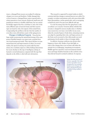 intact, a damaged brain neuron can readjust by inducing
changes in its axon and dendrites. Unlike damaged skin
or liver, however, a damaged brain cannot respond with a
robust generation of new neurons. Relatively small stem cell
populations remain in a healthy adult brain, but our current
knowledge suggests that they contribute to only a few of the
many different types of neurons found, and these neuron
types are found in only a few regions of the normal brain.
Compounding the problem is the fact that the number of
even these stem cells declines as part of the aging process.
Changes in Intellectual Capacity From the first
large studies monitoring the mental functioning of the same
group of healthy humans over many years, scientists have
uncovered unexpected results. They report declines in some
mental functions and improvements in others. In several
studies, the speed of carrying out certain tasks becomes
slower, but vocabulary improves. Other findings demonstrate
less severe declines in the type of intelligence relying on
learned or stored information compared with the type that
depends on the ability to deal with new information.

This research is supported by animal studies in which
scientists find that changes in mental function are subtle. For
example, in rodents and primates with only minor detectable
brain abnormalities, certain spatial tasks, such as navigating
to find food, tend to become more difficult with age.
It is also becoming clear that the aging brain is only
as resilient as its circuitry. Scientists debate whether this
circuitry is changed by neuron atrophy alone or whether
some neuron loss over time is inevitable. In any event,
when the circuitry begins to break down, remaining neurons
can adapt by expanding their roles, and larger portions of
the brain can be recruited so that older people can reach
performance levels similar to those of younger adults.
In addition, learning conditions may dictate what
happens to brain cells. Studies of rats shed light on
some of the changes that occur in brain cells when the
animals live in challenging, stimulating environments.
Middle-aged rats exposed to such environments formed
more and longer dendrite branches in the cerebral cortex
than did rats housed in isolated conditions. In response

Studies show that many areas of
the brain, especially in the cortex,
maintain most of their neurons
throughout life. The connectivity
between neurons changes with
aging, indicating that the brain
is capable of being modified or
improved.

40

BraiN factS | across

the lifespan

Society for NeuroScieNce

 