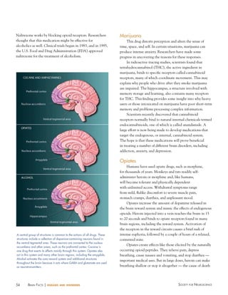 Naltrexone works by blocking opioid receptors. Researchers
thought that this medication might be effective for
alcoholics as well. Clinical trials began in 1983, and in 1995,
the U.S. Food and Drug Administration (FDA) approved
naltrexone for the treatment of alcoholism.

Marijuana
This drug distorts perception and alters the sense of
time, space, and self. In certain situations, marijuana can
produce intense anxiety. Researchers have made some
progress in uncovering the reasons for these responses.
In radioactive tracing studies, scientists found that
tetrahydrocannabinol (THC), the active ingredient in
marijuana, binds to specific receptors called cannabinoid
receptors, many of which coordinate movement. This may
explain why people who drive after they smoke marijuana
are impaired. The hippocampus, a structure involved with
memory storage and learning, also contains many receptors
for THC. This finding provides some insight into why heavy
users or those intoxicated on marijuana have poor short-term
memory and problems processing complex information.
Scientists recently discovered that cannabinoid
receptors normally bind to natural internal chemicals termed
endocannabinoids, one of which is called anandamide. A
large effort is now being made to develop medications that
target the endogenous, or internal, cannabinoid system.
The hope is that these medications will prove beneficial
in treating a number of different brain disorders, including
addiction, anxiety, and depression.

Opiates

A central group of structures is common to the actions of all drugs. These
structures include a collection of dopamine-containing neurons found in
the ventral tegmental area. These neurons are connected to the nucleus
accumbens and other areas, such as the prefrontal cortex. Cocaine is
one drug that exerts its effects mainly through this system. Opiates also
act in this system and many other brain regions, including the amygdala.
Alcohol activates the core reward system and additional structures
throughout the brain because it acts where GABA and glutamate are used
as neurotransmitters.

54

BraiN factS | diseases

and disorders

Humans have used opiate drugs, such as morphine,
for thousands of years. Monkeys and rats readily selfadminister heroin or morphine and, like humans,
will become tolerant and physically dependent
with unlimited access. Withdrawal symptoms range
from mild, flulike discomfort to severe muscle pain,
stomach cramps, diarrhea, and unpleasant mood.
Opiates increase the amount of dopamine released in
the brain reward system and mimic the effects of endogenous
opioids. Heroin injected into a vein reaches the brain in 15
to 20 seconds and binds to opiate receptors found in many
brain regions, including the reward system. Activation of
the receptors in the reward circuits causes a brief rush of
intense euphoria, followed by a couple of hours of a relaxed,
contented state.
Opiates create effects like those elicited by the naturally
occurring opioid peptides. They relieve pain, depress
breathing, cause nausea and vomiting, and stop diarrhea —
important medical uses. But in large doses, heroin can make
breathing shallow or stop it altogether — the cause of death

Society for NeuroScieNce

 
