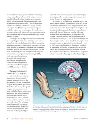 are anti-inflammatory, they also are effective for treating
injuries or conditions such as arthritis and postoperative
pain. NSAIDs work by inhibiting the cyclo-oxygenase
(COX) enzymes that make the inflammatory and painproducing chemical prostaglandin. Often moderate pain
is treated by combining a mild opioid, such as codeine,
with aspirin or an NSAID. Opioids are the most potent
painkillers and are used for severe pain. Opioids, however,
have many adverse side effects, such as respiratory depression
and constipation, and in some individuals they have a high
potential for abuse.
Antiepileptic and antidepressant drugs are useful primarily
for neuropathic pain, which comes from injury to the nervous
system. Such pain includes the pain from diabetic neuropathy,
or damage to nerves in the body resulting from high blood sugar
levels; neuralgia, or nerve pain or numbness, from viruses such
as shingles; phantom limb pain; and post-stroke pain. The best
results have been reported with antidepressants that regulate
both serotonin and norepinephrine. Interestingly, SSRIs,
which selectively affect serotonin,
do not help relieve neuropathic
pain. For some neuropathic pain
conditions in which a light touch
to the skin can produce severe pain,
topical lidocaine may be effective.

control. It is now commonly used in humans to treat pain
after surgery, and to treat chronic pain in some patients by
having them use an implanted pump.
New targets are on the horizon. Molecular biology and
genetic approaches have identified many molecules, such as
ion channels and receptors, which are predominantly, if not
exclusively, expressed by the nociceptor, the peripheral nerve
fiber that initially responds to the injury stimulus. Because
adverse side effects of drugs arise from the widespread
location of the molecules targeted by analgesics — for
example, constipation results from morphine’s action on
opioid receptors in the gut — new analgesics that target only
the nociceptor may have fewer side effects. Among the many
nociceptor targets are specialized receptor channels — one
of which is activated by capsaicin, the pungent ingredient
in hot peppers, and another by mustard oil — as well as a
variety of acid-sensing sodium and calcium ion channels.
Blocking the activity of many of these molecules has proven
effective in animal studies, suggesting that the development

The Body’s Pain-Control
System Studies of the body’s
own pain-control system not only
demonstrated the existence of
naturally occurring opioids — the
endorphins — but also identified the
receptors through which opioids exert
their effects. The finding that opioid
receptors are concentrated in the
spinal cord led to the use of injections
of morphine and other opioids into
the cerebrospinal fluid in which
the spinal cord is bathed, without
causing paralysis, numbness, or other
severe side effects. This technique
came about through experiments
with animals that first showed that
injecting morphine into the spinal
fluid could produce profound pain

70

BraiN factS | diseases

At the site of an injury, the body produces prostaglandins, which increase pain sensitivity. Aspirin prevents
the production of prostaglandins. Acetaminophen is believed to block pain impulses in the brain itself. Local
anesthetics intercept pain signals traveling up the nerve. Opiate drugs, which act primarily in the central
nervous system, block the transfer of pain signals from the spinal cord to the brain.

and disorders

Society for NeuroScieNce

 