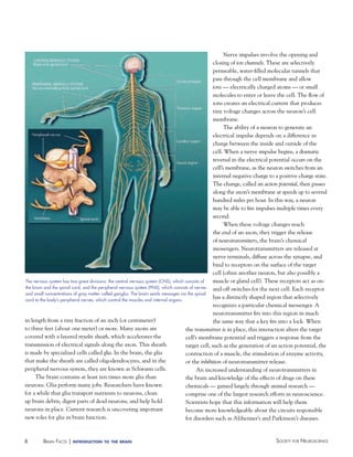 Nerve impulses involve the opening and
closing of ion channels. These are selectively
permeable, water-filled molecular tunnels that
pass through the cell membrane and allow
ions — electrically charged atoms — or small
molecules to enter or leave the cell. The flow of
ions creates an electrical current that produces
tiny voltage changes across the neuron’s cell
membrane.
The ability of a neuron to generate an
electrical impulse depends on a difference in
charge between the inside and outside of the
cell. When a nerve impulse begins, a dramatic
reversal in the electrical potential occurs on the
cell’s membrane, as the neuron switches from an
internal negative charge to a positive charge state.
The change, called an action potential, then passes
along the axon’s membrane at speeds up to several
hundred miles per hour. In this way, a neuron
may be able to fire impulses multiple times every
second.
When these voltage changes reach
the end of an axon, they trigger the release
of neurotransmitters, the brain’s chemical
messengers. Neurotransmitters are released at
nerve terminals, diffuse across the synapse, and
bind to receptors on the surface of the target
cell (often another neuron, but also possibly a
muscle or gland cell). These receptors act as onThe nervous system has two great divisions: the central nervous system (CNS), which consists of
the brain and the spinal cord, and the peripheral nervous system (PNS), which consists of nerves and-off switches for the next cell. Each receptor
and small concentrations of gray matter called ganglia. The brain sends messages via the spinal
has a distinctly shaped region that selectively
cord to the body’s peripheral nerves, which control the muscles and internal organs.
recognizes a particular chemical messenger. A
neurotransmitter fits into this region in much
in length from a tiny fraction of an inch (or centimeter)
the same way that a key fits into a lock. When
to three feet (about one meter) or more. Many axons are
the transmitter is in place, this interaction alters the target
covered with a layered myelin sheath, which accelerates the
cell’s membrane potential and triggers a response from the
transmission of electrical signals along the axon. This sheath
target cell, such as the generation of an action potential, the
is made by specialized cells called glia. In the brain, the glia
contraction of a muscle, the stimulation of enzyme activity,
that make the sheath are called oligodendrocytes, and in the
or the inhibition of neurotransmitter release.
peripheral nervous system, they are known as Schwann cells.
An increased understanding of neurotransmitters in
The brain contains at least ten times more glia than
the brain and knowledge of the effects of drugs on these
neurons. Glia perform many jobs. Researchers have known
chemicals — gained largely through animal research —
for a while that glia transport nutrients to neurons, clean
comprise one of the largest research efforts in neuroscience.
up brain debris, digest parts of dead neurons, and help hold
Scientists hope that this information will help them
neurons in place. Current research is uncovering important
become more knowledgeable about the circuits responsible
new roles for glia in brain function.
for disorders such as Alzheimer’s and Parkinson’s diseases.

8

BraiN factS | introduction

to the brain

Society for NeuroScieNce

 