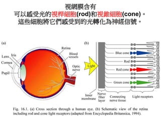 視網膜含有
可以感受光的視桿細胞(rod)和視錐細胞(cone)。
這些細胞將它們感受到的光轉化為神經信號。
 