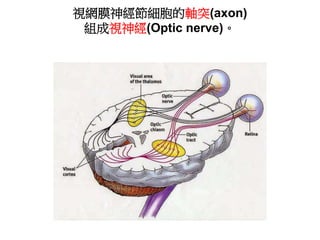 視網膜神經節細胞的軸突(axon)
組成視神經(Optic nerve)。
 