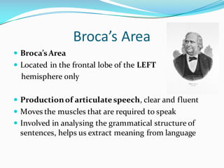 Broca’s Area
— Broca’s Area
— Located in the frontal lobe of the LEFT
hemisphere only
— Productionof articulate speech, clear and fluent
— Moves the muscles that are required to speak
— Involved in analysing the grammatical structure of
sentences, helps us extract meaning from language
 