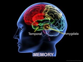Temporal   Amygdala




  MEMORY
            advancedcognitivepsychology.blogspot
 