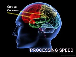 Corpus
Callosum




           PROCESSING SPEED
                      advancedcognitivepsychology.blogspot
 