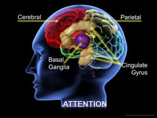 Cerebral                   Parietal




           Basal
           Ganglia         Cingulate
                              Gyrus




               ATTENTION
                            advancedcognitivepsychology.blogspot
 