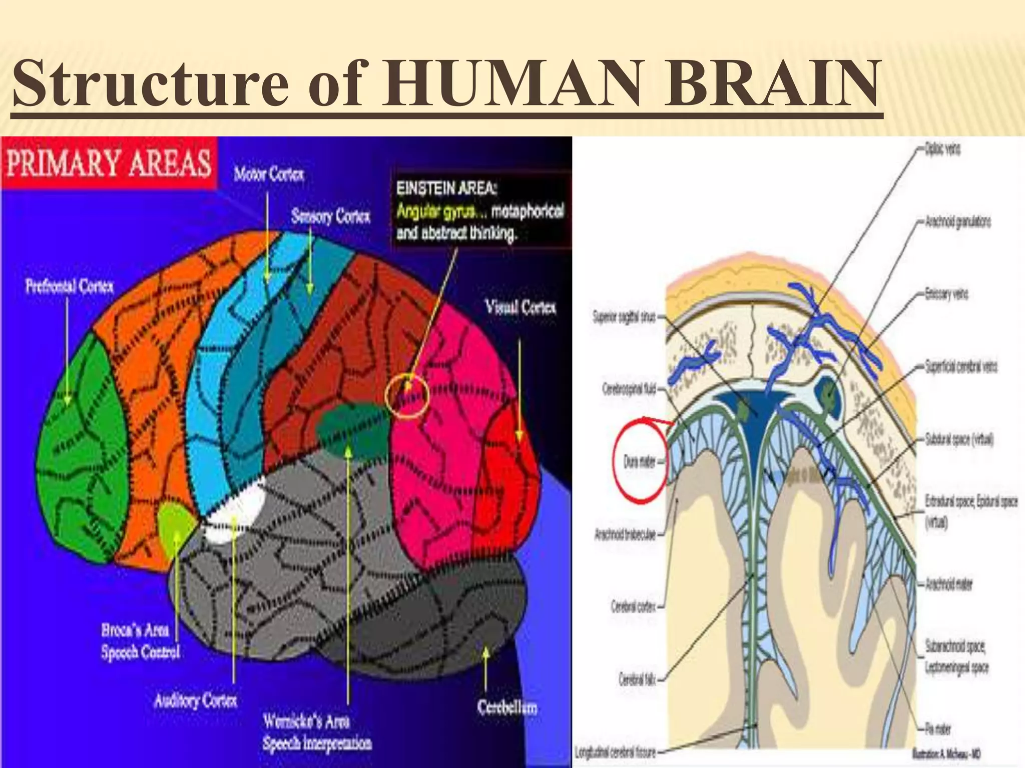 Structure of HUMAN BRAIN

 