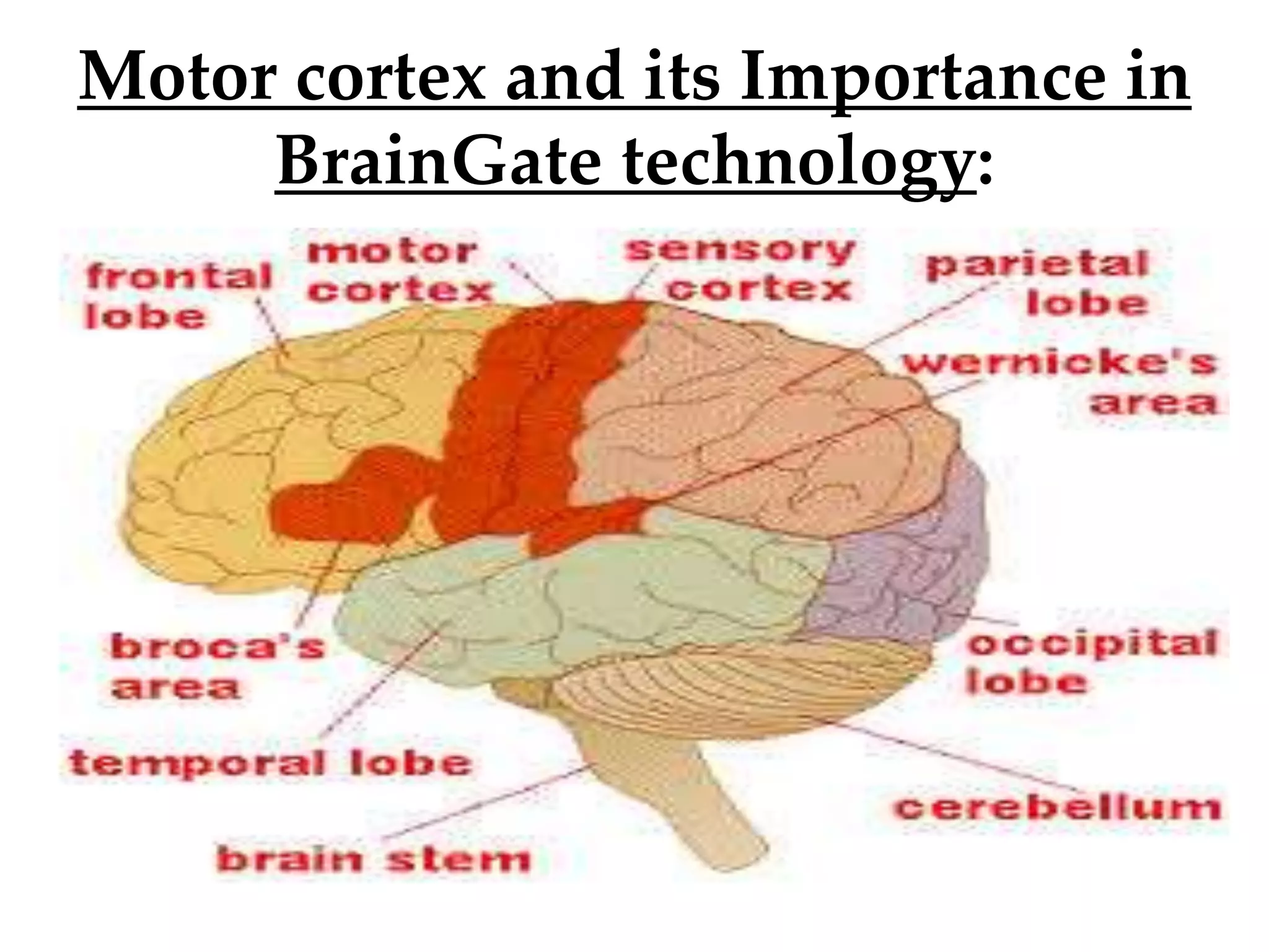 Motor cortex and its Importance in
BrainGate technology:
 