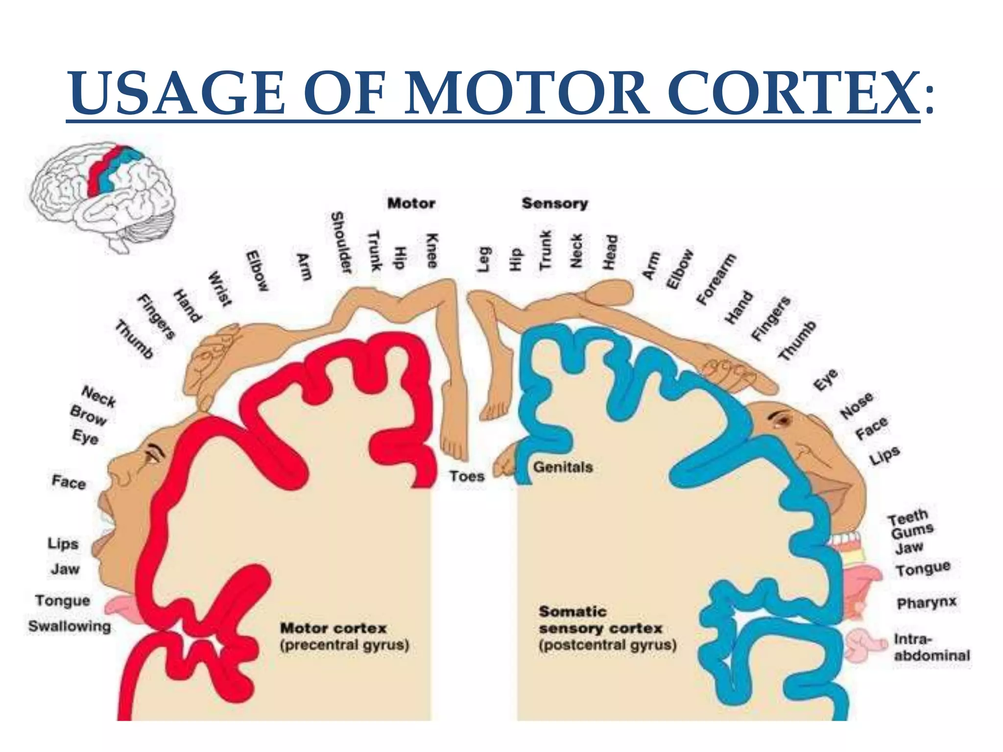 USAGE OF MOTOR CORTEX:
 