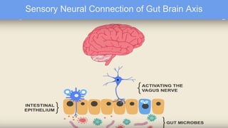 Sensory Neural Connection of Gut Brain Axis
 