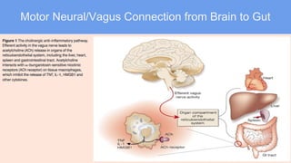 Motor Neural/Vagus Connection from Brain to Gut
 