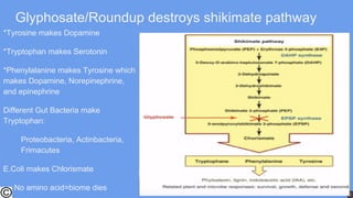 Glyphosate/Roundup destroys shikimate pathway
*Tyrosine makes Dopamine
*Tryptophan makes Serotonin
*Phenylalanine makes Tyrosine which
makes Dopamine, Norepinephrine,
and epinephrine
Different Gut Bacteria make
Tryptophan:
Proteobacteria, Actinbacteria,
Frimacutes
E.Coli makes Chlorismate
No amino acid=biome dies
 