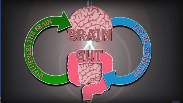 Gut Brain Connection >> Brain Gut Connections 1 Gut Brain Connection >> Brain Gut Connections 1