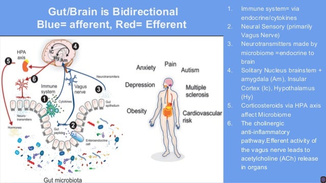 Vagus nerve and obesity