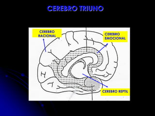 CEREBRO
EMOCIONAL
CEREBRO TRIUNO
CEREBRO
RACIONAL
CEREBRO REPTIL
 