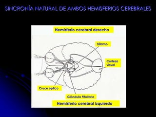 SINCRONÍA NATURAL DE AMBOS HEMISFERIOS CEREBRALES
Hemisferio cerebral derecho
Hemisferio cerebral izquierdo
Tálamo
Corteza
visual
Glándula Pituitaria
Cruce óptico
 