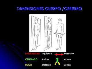 DIMENSIONES CUERPO /CEREBRO
LATERALIDAD Izquierda Derecha
CENTRADO Arriba Abajo
FOCO Delante Detrás
 