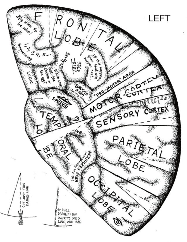 Brain hatbw