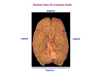 An Introduction to Human Neuroanatomy & The Neocortex | PDF