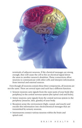 B R A I N H E A L T H 5
terminals of adjacent neurons. If the chemical messages are strong
enough, they will cause the cell to fire an electrical signal down
the axon to another neuron’s dendrites. These connections allow
neurons to communicate with other cells and interpret information
from internal and external sources.
Even though all neurons contain these three components, all neurons are
not the same. There are several types and each has a different function.
•	 Sensory neurons carry signals from the outer parts of your body (the
periphery) to the central nervous system (the spinal cord and brain).
•	 Motor neurons carry signals from the central nervous system to the
periphery (muscles, skin, glands) of your body.
•	 Receptors sense the environment (light, sound, and touch) and
encode this information into electrochemical messages that are
transmitted by sensory neurons.
•	 Interneurons connect various neurons within the brain and
spinal cord.
 