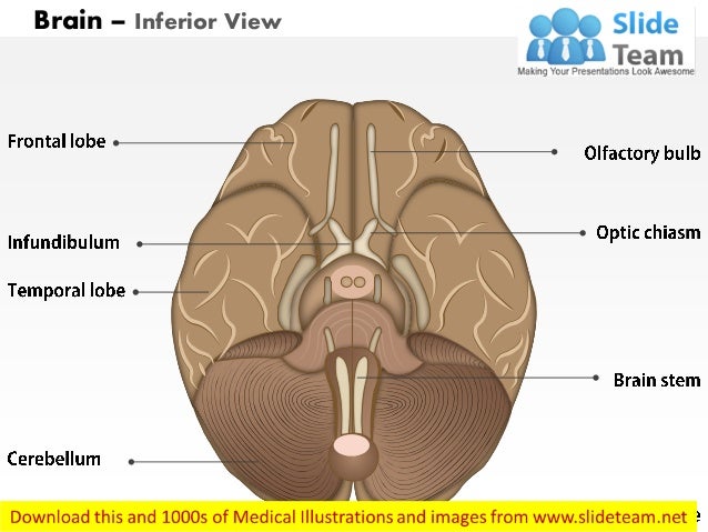 Brain Inferior View Medical Images For Power Point