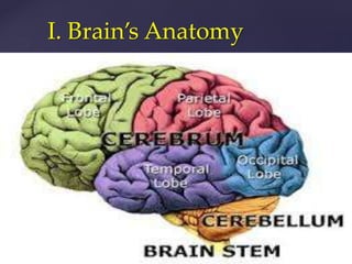I. Brain’s Anatomy
 