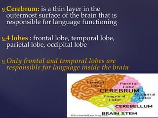 Cerebrum: is a thin layer in the
outermost surface of the brain that is
responsible for language functioning
4 lobes : frontal lobe, temporal lobe,
parietal lobe, occipital lobe
Only frontal and temporal lobes are
responsible for language inside the brain
 