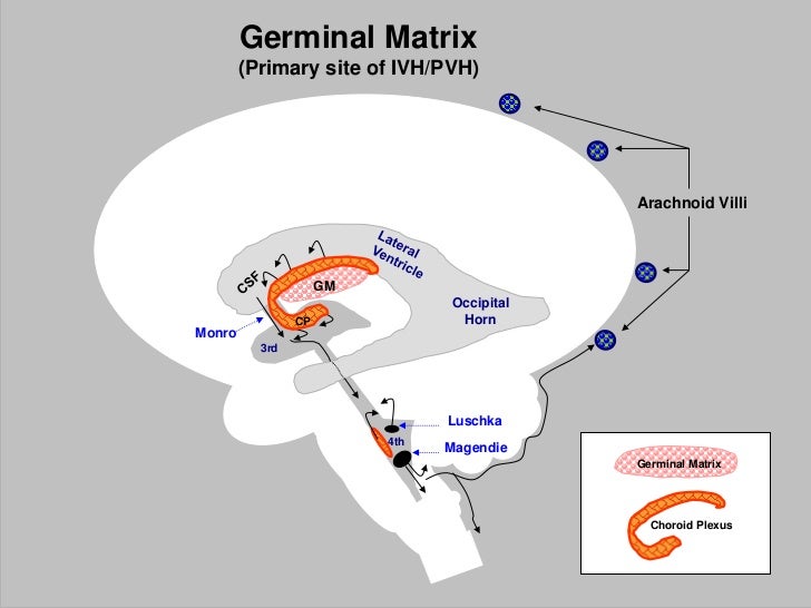 germinal-matrix