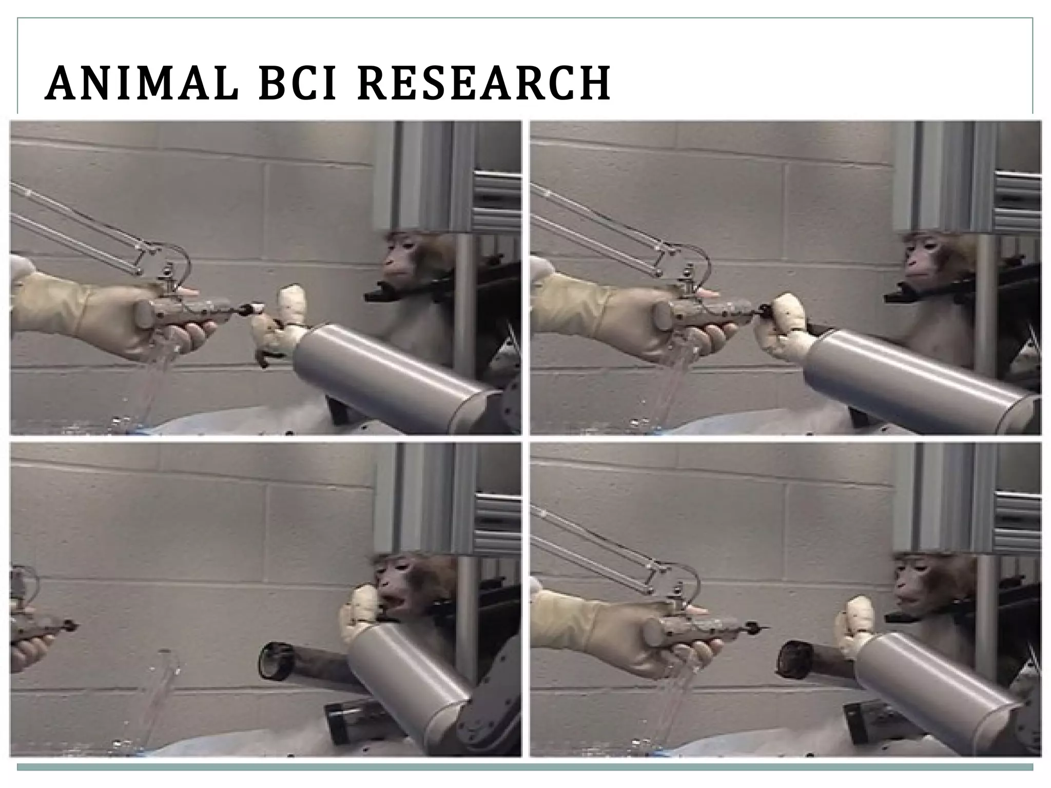 ANIMAL BCI RESEARCH
 