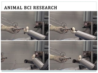 ANIMAL BCI RESEARCH
 