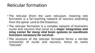 Peripheral Reticular Network Brain Introduction. Introduction to brain. Neuropsychology | PPTX