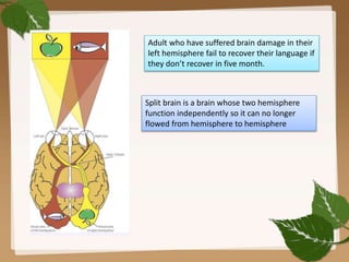 Adult who have suffered brain damage in their
left hemisphere fail to recover their language if
they don’t recover in five month.
Split brain is a brain whose two hemisphere
function independently so it can no longer
flowed from hemisphere to hemisphere
 