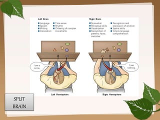 SPLIT
BRAIN
 
