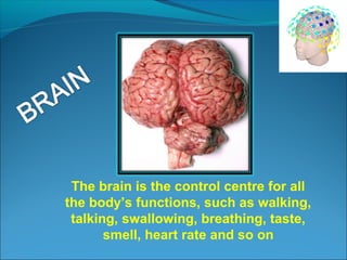 The brain is the control centre for all
the body’s functions, such as walking,
talking, swallowing, breathing, taste,
smell, heart rate and so on