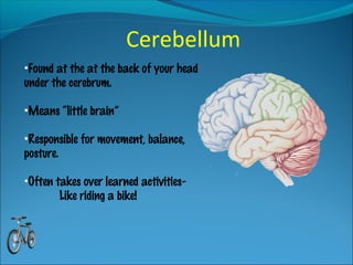 Cerebellum
•Found at the at the back of your head
under the cerebrum.
•Means “little brain”
•Responsible for movement, balance,
posture.
•Often takes over learned activities-
Like riding a bike!