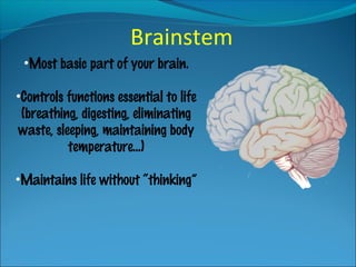 Brainstem
•Most basic part of your brain.
•Controls functions essential to life
(breathing, digesting, eliminating
waste, sleeping, maintaining body
temperature…)
•Maintains life without “thinking”