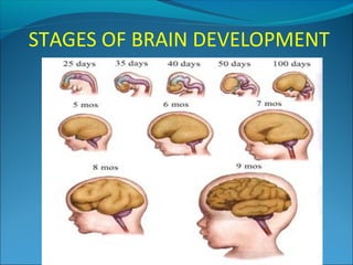 STAGES OF BRAIN DEVELOPMENT