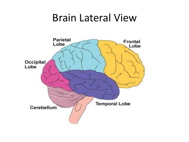 brain lobes