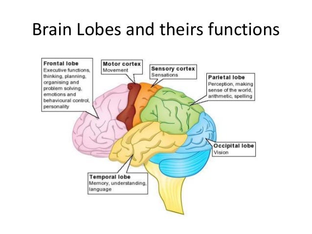 brain lobes