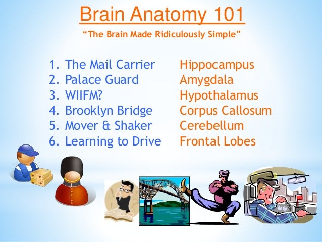 Brain Matters March 5 Inservice Slide 17