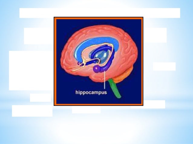 Brain Matters March 5 Inservice Slide 20