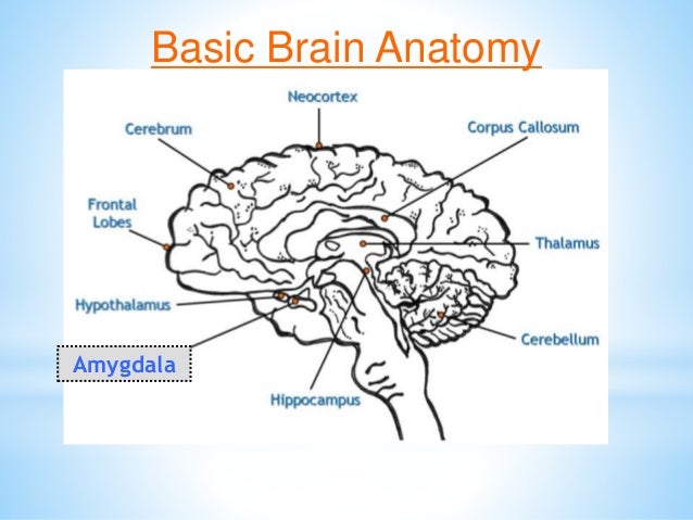 Brain Matters March 5 Inservice Slide 21