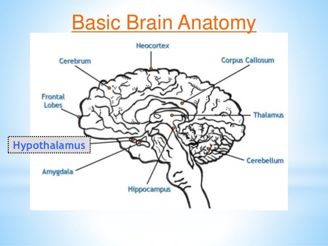 Brain Matters March 5 Inservice Slide 26