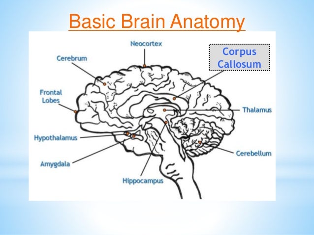 Brain Matters March 5 Inservice Slide 28